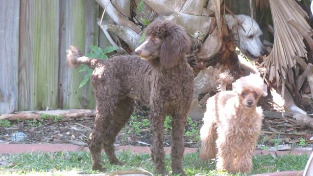 Poodles !
