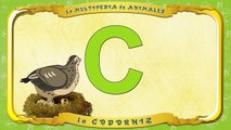 la Multipedia de animales. Letra C la Codorniz