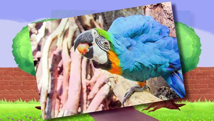 Canciones Infantiles del Zoo - El León Lorenzoo nos presenta a los animales - Videos Educativos #