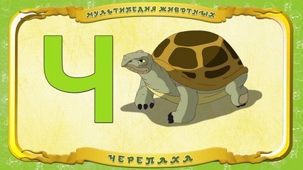 Мультипедия животных. Буква Ч Черепаха