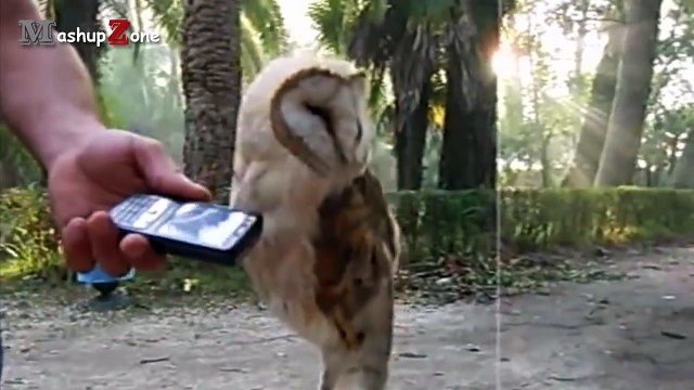 Funny Animals-Owl - A Funny Owls And Cute Owls Compilation NEW