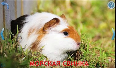 Развивающие мультики для детей - Учим Домашних Животных