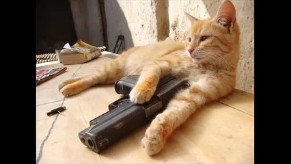 Funny Cats with Machine Guns | Multi Funny Cat Videos (FULL HD)