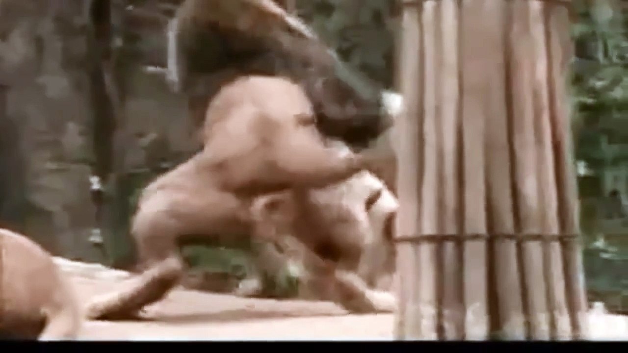 Lion Attaque Tigre | National Geographic Wild 2016 | Animaux Attaque Willdife Documentaire - 2016