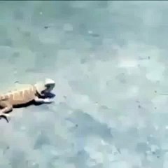 Прикол Шуганый