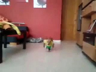 Прикол Идет собака