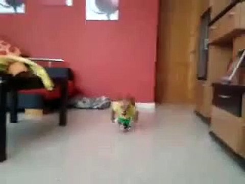 Прикол Идет собака