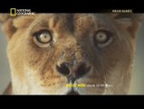About Lions NAT GEO- Brain Games