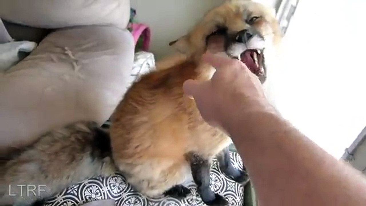 typical morning (Funny Videos 720p)
