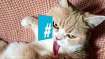 El gato enojado que le roba el reinado a Grumpy Cat | El Pulso | Entretenimiento