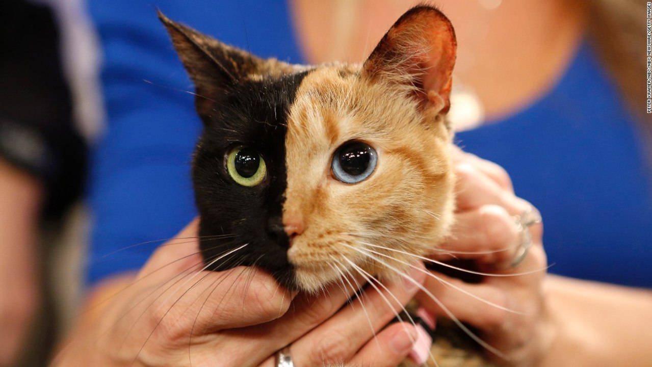 Wish of a cat -2