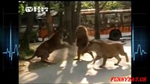 Lion vs Tiger ★ The Real Fight Wild Animals ► Who is the real King Of The Jungle ► Lion Tv