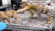 Funny Animals - A Funny Animal Videos Compilation 2015 (Funny Videos 720p)