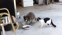 Raccoon Steals Cats Food (Original)