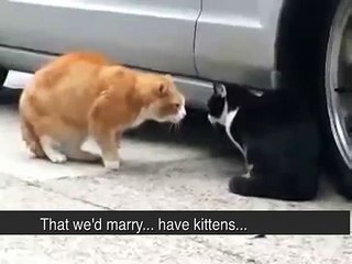 Cat Betrayed His Girlfriend! Sex! Heat! Rage! Foul language! (ORIGINAL ENGLISH CAPTIONS)