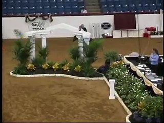 American Miniature Horse Champ Jumper