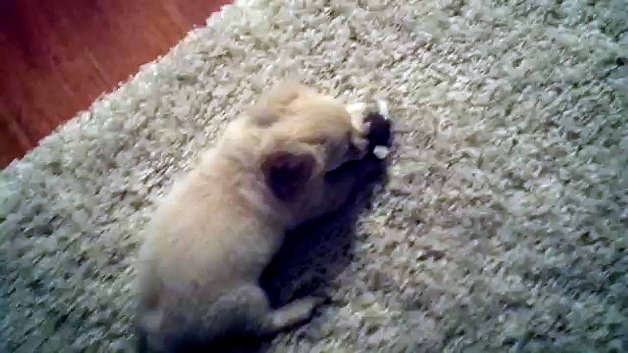 Acrobatic Puppy Barrel Rolls