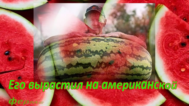 Cамый большой арбуз в мире - Удивительные факты