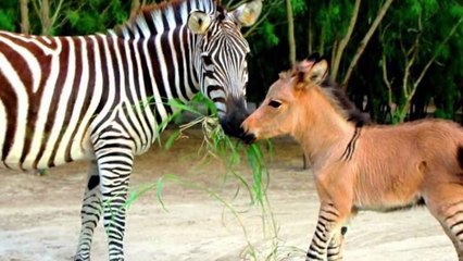 Top 10 Hybrid Animals That Actually Exist
