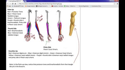 How to draw - Drawing muscles & Anatomy for anime - Forearm muscles