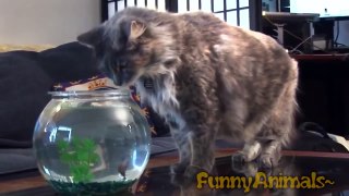 Best Funny Cats Compilation 2015 NEW Ultimate Funny Video