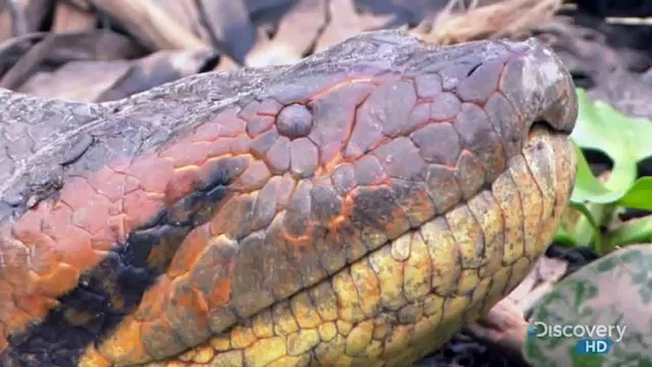 Giant Anaconda - Part 28
