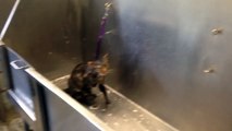 Cat says no more during her bath!