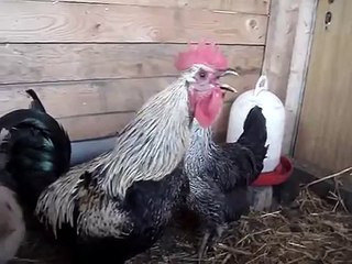 Death Metal Rooster