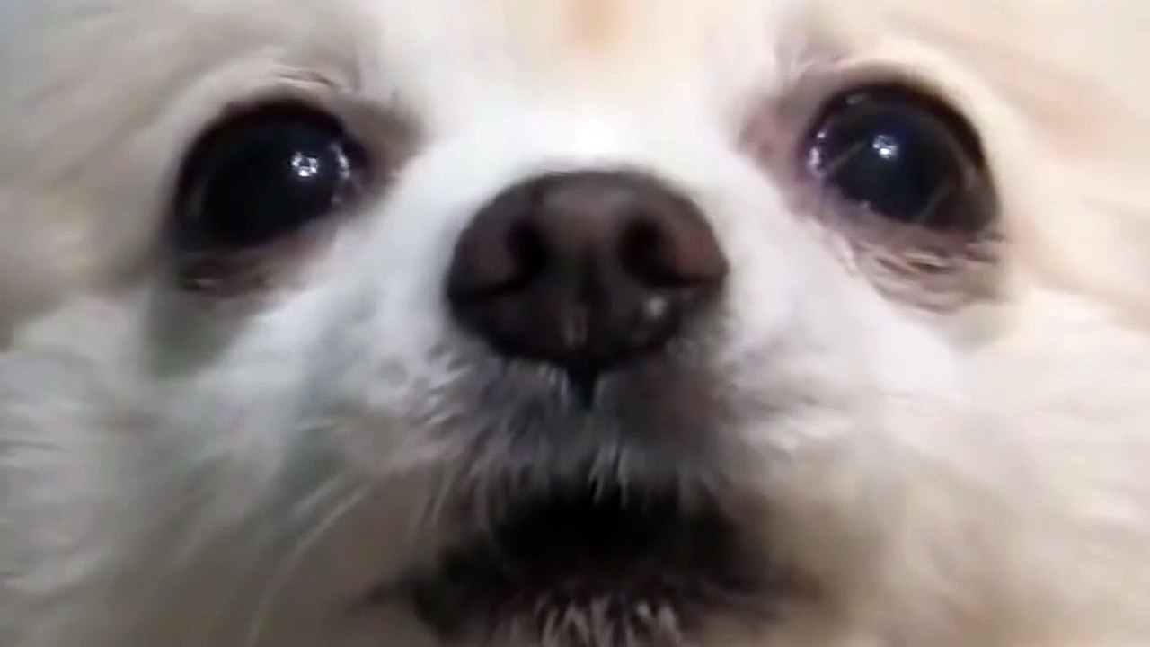 dog, dog