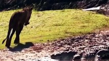 Discovery channel león vs cocodrilo Descubrimiento de los animales Salvajes ataque Documental - 2016