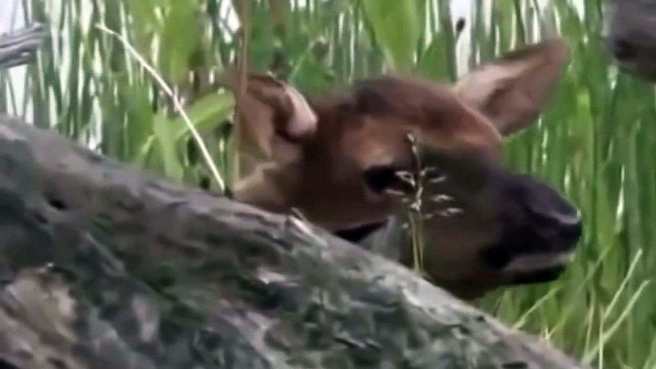 Animal Planet 2016 | Tigre Discovery Channel, Animaux sauvages Documentaire 720 HD - 2016