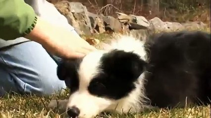 border collie-dogs