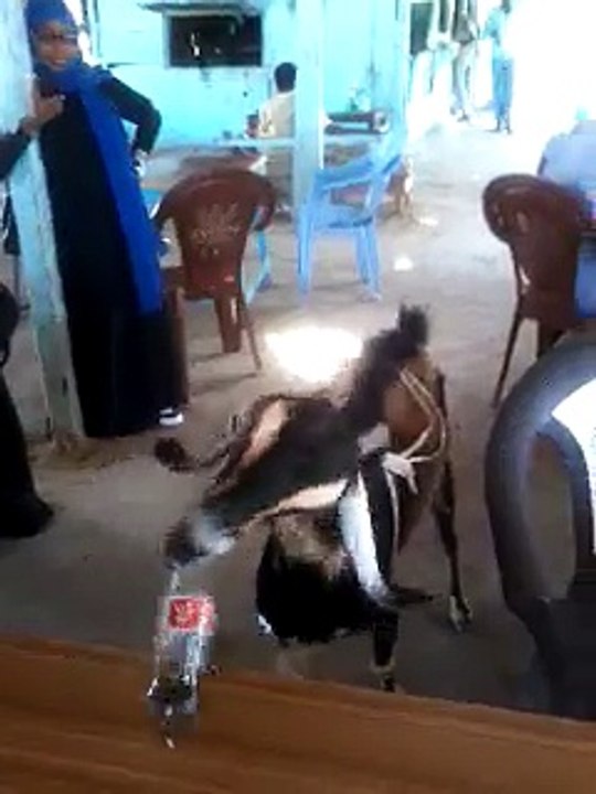 funny video (52)
