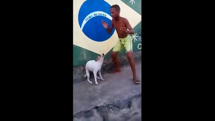 Dog dancing in Brasil on Hadi Hadi Edvin Eddy & Sali Okka