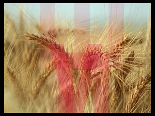 Каша из пшеничной крупы