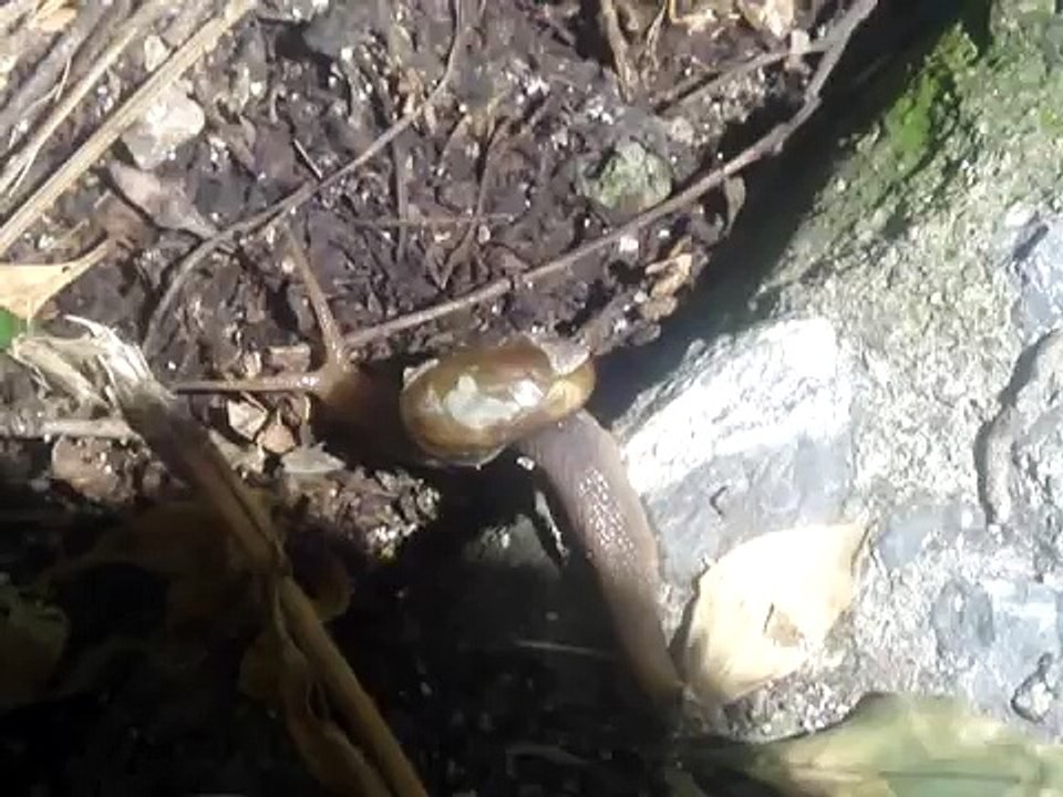 snail 1