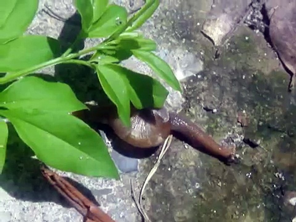 snail 2