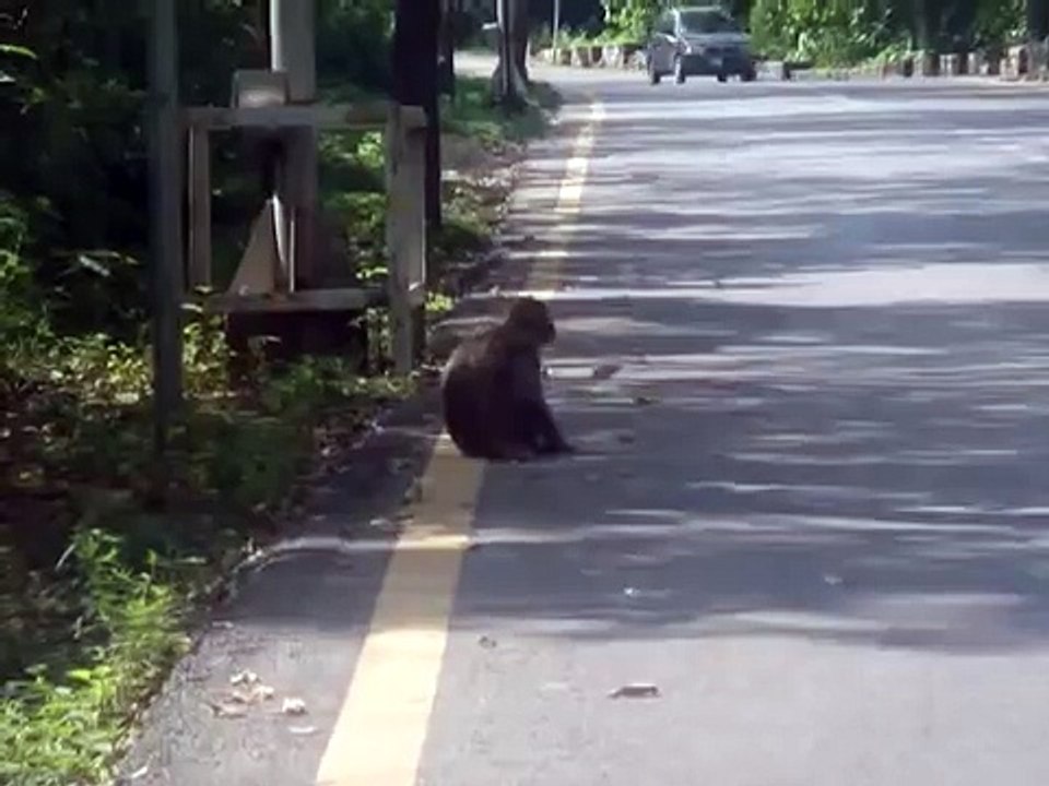 Monkey on th eroad
