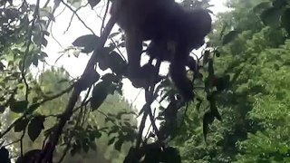 monkey on tree 2
