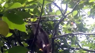 monkey on tree 6