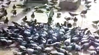 pigeons after food