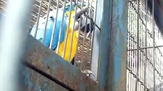 voice of parrot