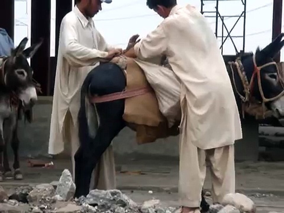 Putting stones on donkey 2