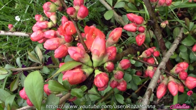 Вкусный витаминный напиток из японской айвы