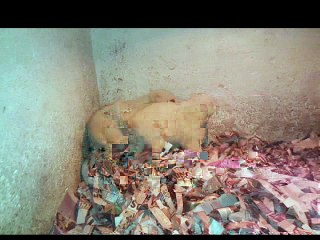 Alabay Yavru İlanı Bursa İstanbul Ankara Eskişehir Kütahya