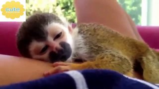 Funny Baby Animals are so Cute! - Cutest Compilation 2016