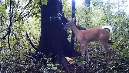 TOP 10 funniest animal farts D