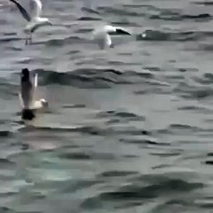 5 Horrific Shark Attacks Caught On Tape