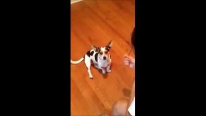 Elle apprend à son chien à miauler comme un chat
