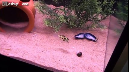 Best Funny Videos Of Animals Chasing Lasers Compilation 2015